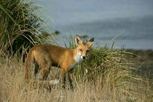 Extinctions of Australian mammals have long been blamed on foxes and cats - but where's the evidence?
