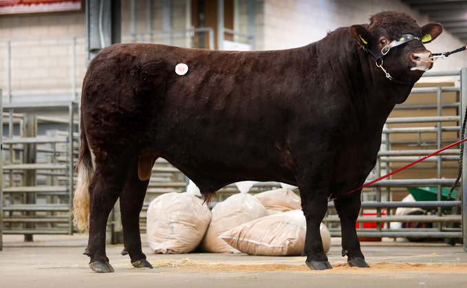 Rigel Uhu, 10,000gns