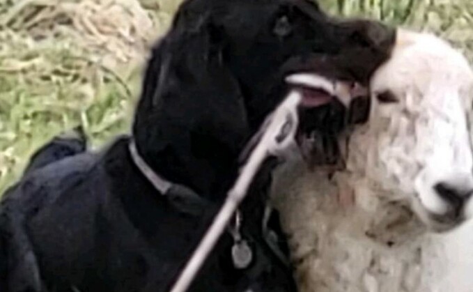 A pregnant ewe, expecting twins, prior to having its ear ripped off by a dog in Plymouth.