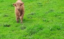Two day old Highland calf stolen from Welsh farm