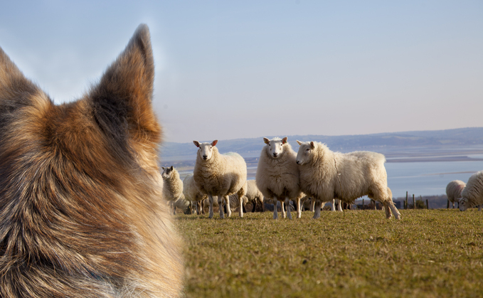 Northamptonshire Police Rural Crime Team Police Constable Chloe Gillies said: "This incident on Christmas Day showed that Lopez-Vidal had an absolute disregard for the law. He knows what happens when he lets his dogs off the lead, yet he continues to reoffend."