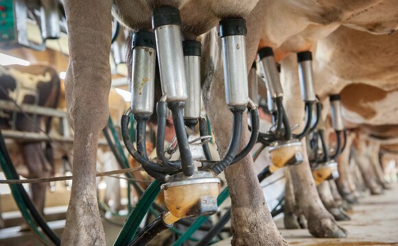 Breeding for better udder conformation could help prevent UCD