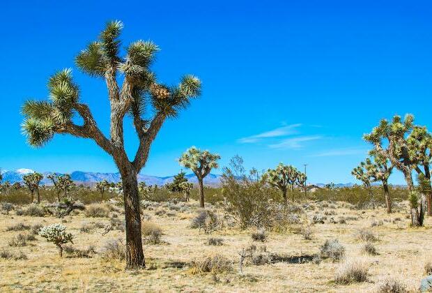 California has a plan to save imperiled Joshua trees