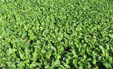 Is it too dry to drill forage and cover crops?