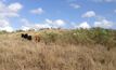 Anglo American has successfully rehabilitated land for cattle grazing at its Dawson mine