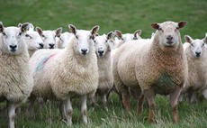 Sheep sector urged to incorporate new wormer groups now