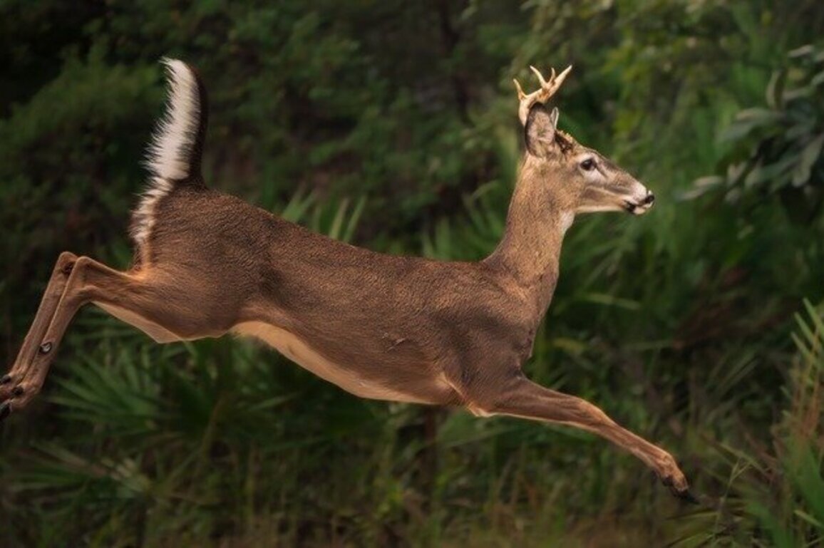 Indiana DNR: CWD confirmed in three white-tailed deer