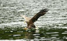 Sheep farmers warn they could reduce sheep herds to avoid 'trauma' of sea eagle predation
