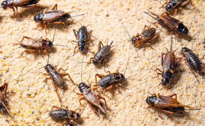Insect farming has failed to find favour with the public Insect farming has failed to find favour with the public