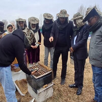 J-K: Kashmir apple farmers explore lavender, beekeeping for boosted income
