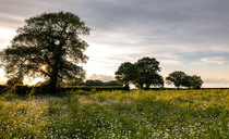 Farmers encouraged to examine Farming with Nature options 