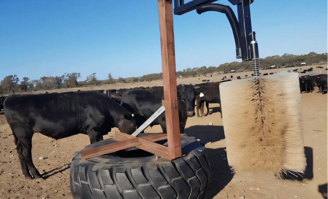 A pilot research project has shown feedlot cattle might be better off with a brush.