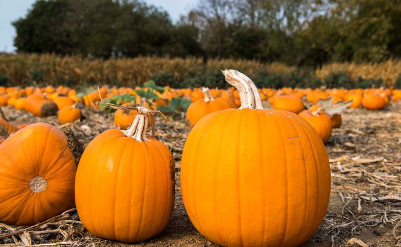 4 farms to pick pumpkins this autumn