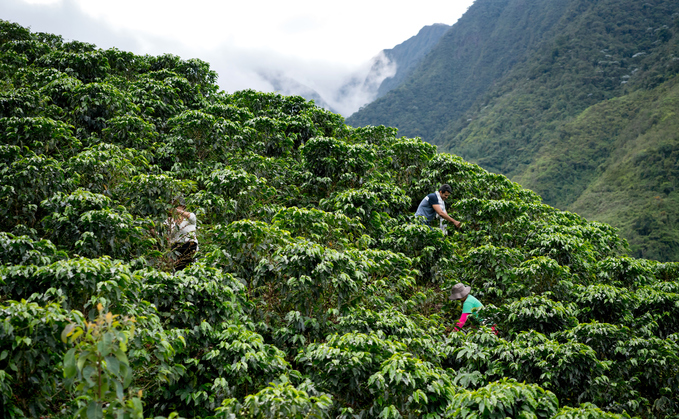 Nespresso's insetting scheme focuses on tree-planting in its coffee plantations | Credit: iStock