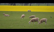  Good seasonal conditions sees farmer confidence in both grain and livestock production. Picture Mark Saunders.