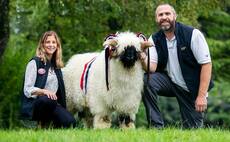 Goliath sets new Valais Blacknose record at Carlisle