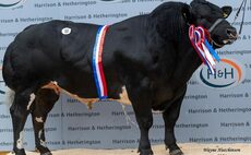 British Blue breed record smashed at Carlisle