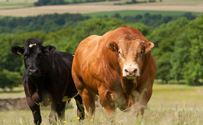 Alan Vague was 'crushed to death' by bull calves on his farm last June, an inquest found