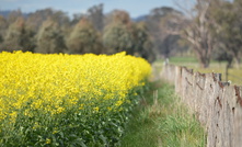 China has slapped tariffs on Canadian canola, but Canada's loss could be Australia's gain. 