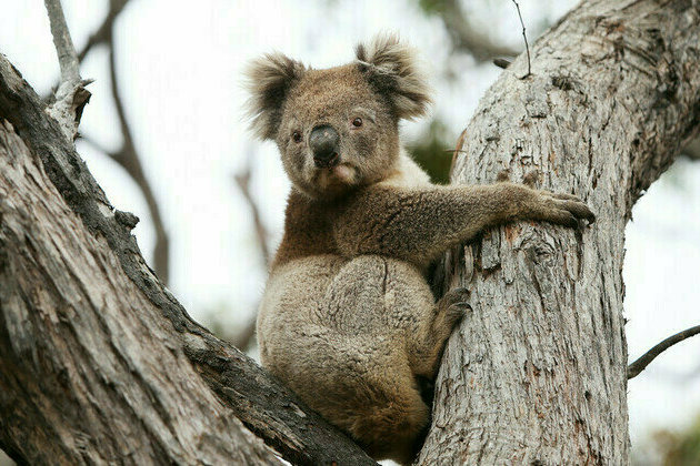 Australian authorities face backlash over koala cull