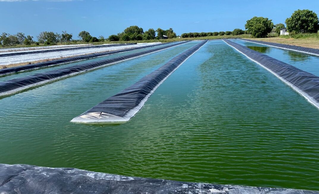An algae-based concentrated supplement is being used to improve the health and performance of livestock.