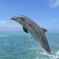 A bottlenose dolphin? Or Tursiops truncatus? Why biologists give organisms those strange, unpronounceable names