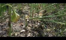 Canola growers are being encouraged to assess their crops for sclerotinia stem rot risk.