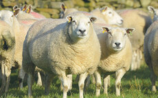 Blowfly Emergence Forecast launched to help sheep farmers stay ahead of flystrike risk