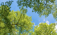 NHS staff help plant one million trees through Ecosia partnership 