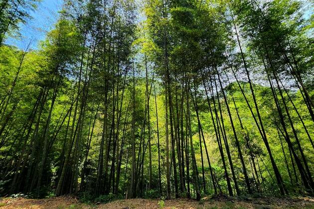 East China province taps forest wealth with green finance
