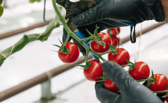 Food and farming groups have come together to urnge the Gov to get behind British growers