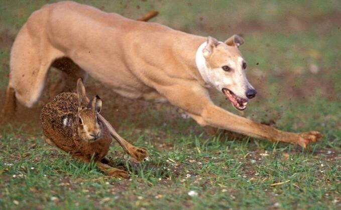 Courts given new tools to deal with hare coursers