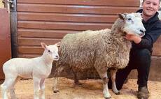 Ewe and lamb sale raises 2,000 for charity