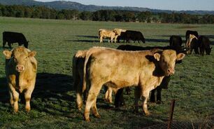 Young, virgin bulls are most at risk of contracting herpes-related diseases such as balanoposthitis. 