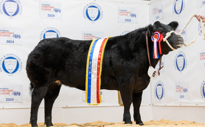 Overall cattle champion from Wilson Peters