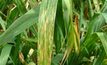 Breakthrough in understanding wheat virus epidemics