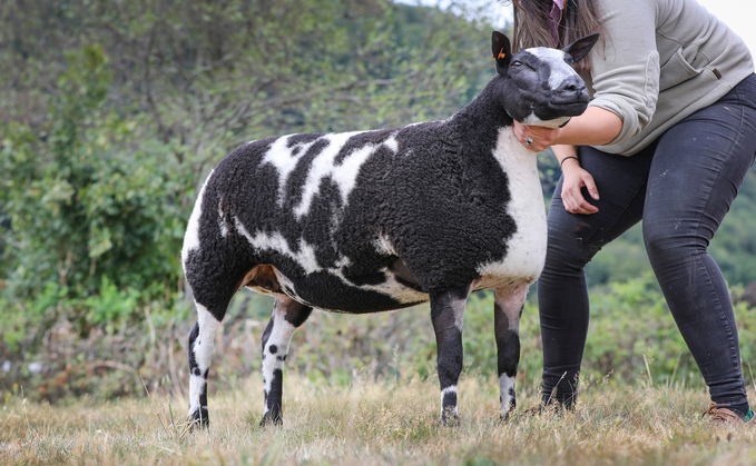 Whatmore Hassle a shearling ewe from Steve and Sara Gibbons which sold for 6,000gns to Tom Buckland, Abertysswg. Whatmore Hassle a shearling ewe from Steve and Sara Gibbons which sold for 6,000gns to Tom Buckland, Abertysswg.