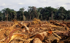 Consumer goods sector's 2020 deforestation goal 'impossible' to meet, CDP warns