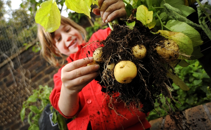 Schools encouraged to sign up for Grow Your Own Potatoes programme