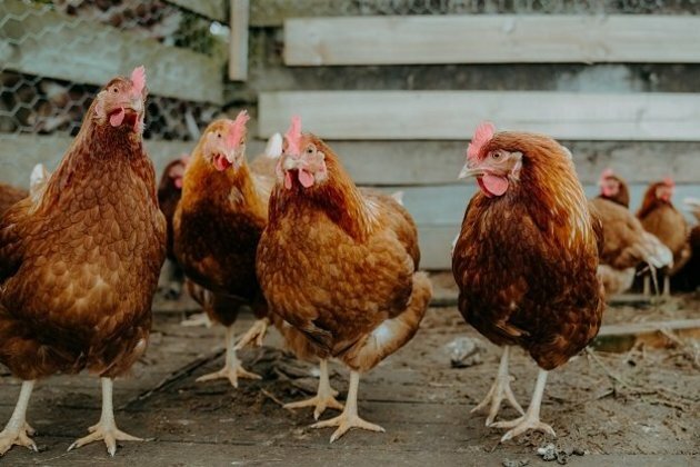 Avian flu found at second East Rand farm
