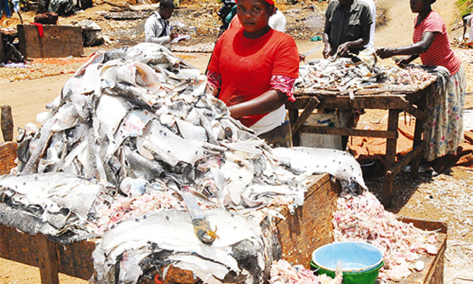 Uncontrolled fish exports stealing Uganda's future Uncontrolled fish exports stealing Uganda's future