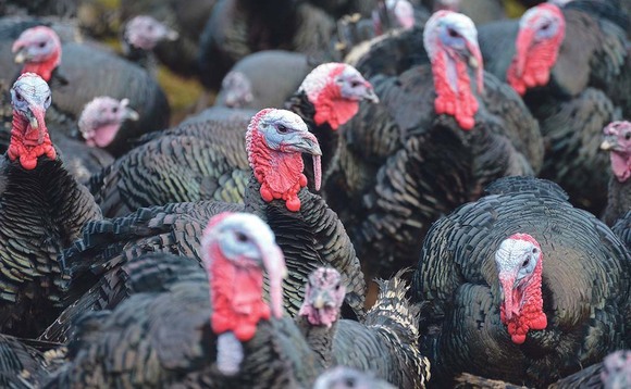 Change diets to meet Christmas turkey challenge