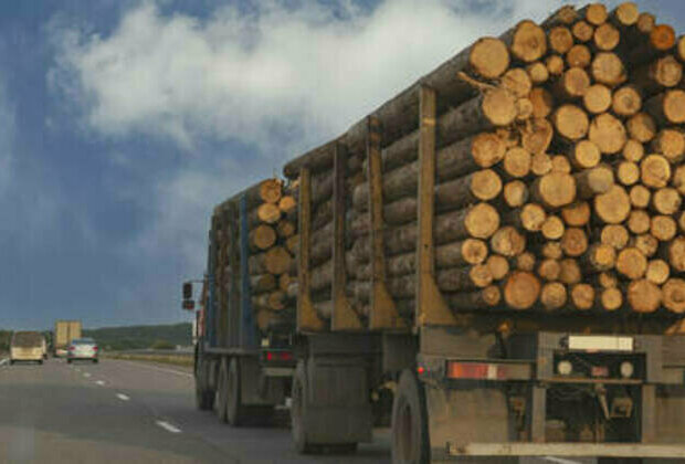 Russian timber exports continue to fall