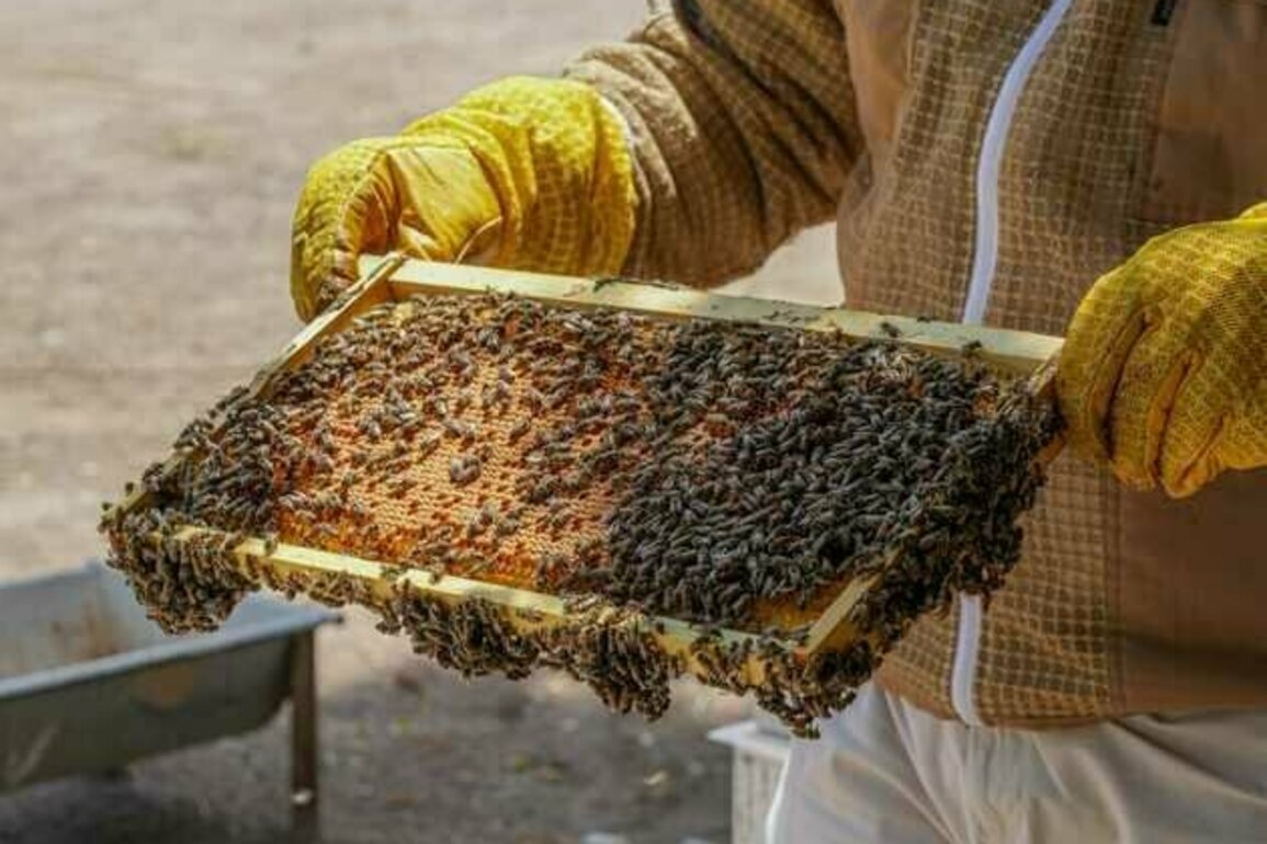 ADAFSA reaffirms commitment to advancing Emirati honeybee breed