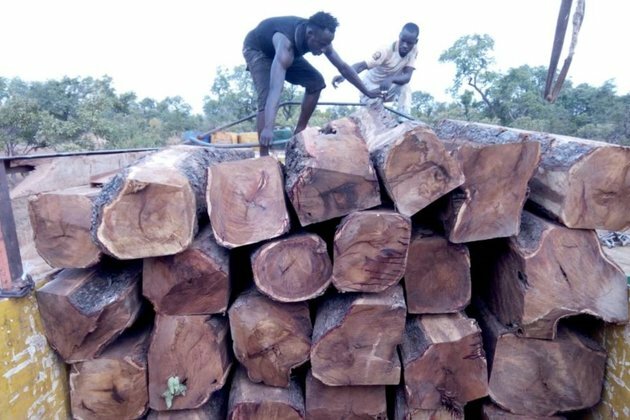 China&#039;s Illegal Rosewood Trade with Mali Under Scrutiny