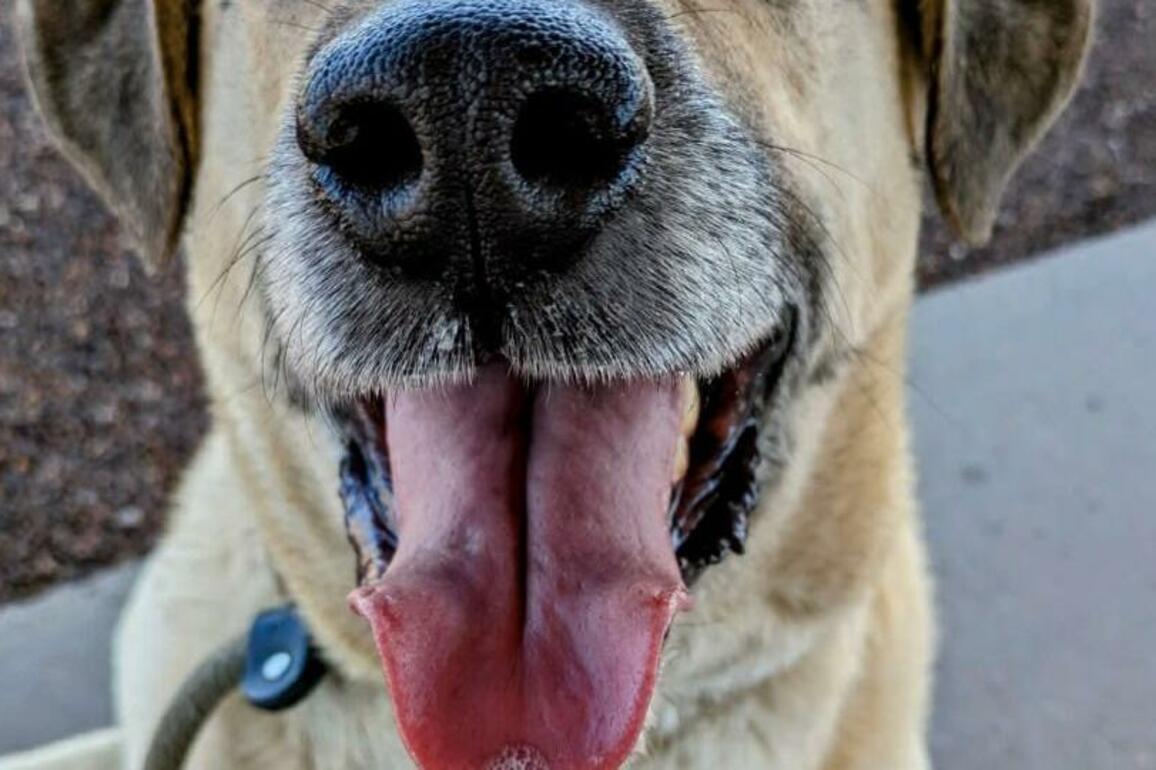 HCH Pet of the Week- Puddin