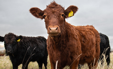 Bluetongue latest: First cases of new season confirmed in England as risk level raised to 'very high'