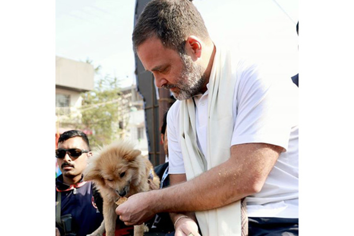 "These voiceless souls are not 'problems' to be erased": Rahul Gandhi criticises SC ruling on stray dogs