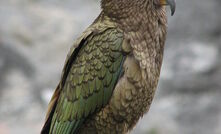 Kea has wings clipped