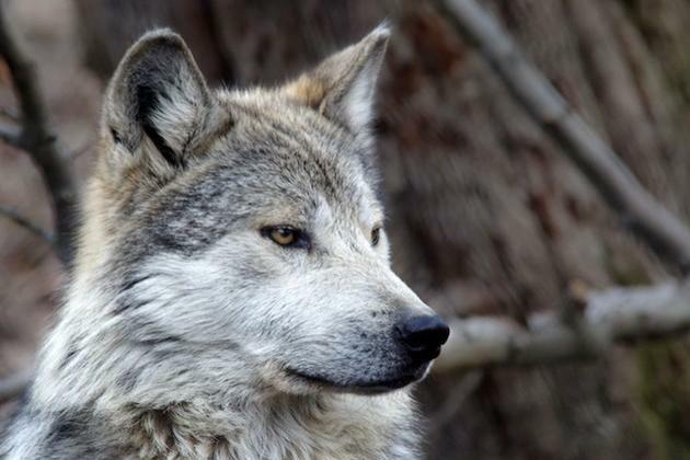 Fears for future of gray wolves in New Mexico and Arizona